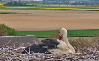 Imagen de vista previa de la cámara web Dlouhá Loučka - stork's nest